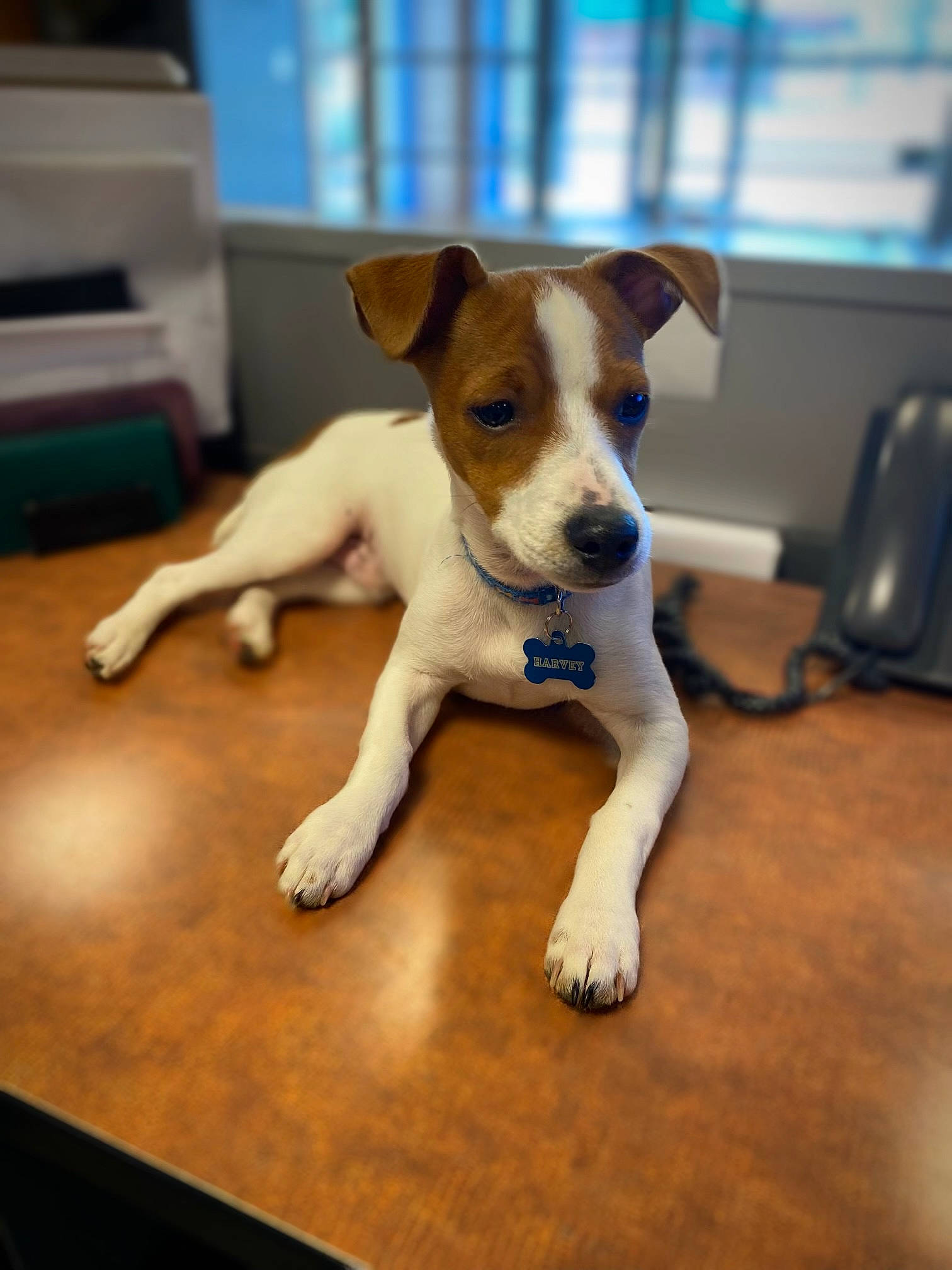 Harvey is registered to the contest to win money with this photo: canidae, carnivore, collar, companion_dog, dog, dog_breed, fawn, flooring, hardwood, irishjacks, paw, snout, sporting_group, tail, terrestrial_animal, terrier, toy_dog, whiskers, wood, working_animal