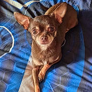 Jack joined the competition — help win amazing prizes! dog, small_dog, brown_dog, pet, bed, bedspread, indoor, animal, cute, ears, looking_up, resting, canine, fur, paw, nail, expression, domestic_animal, companion, lying_down