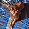 dog, small_dog, brown_dog, pet, bed, bedspread, indoor, animal, cute, ears, looking_up, resting, canine, fur, paw, nail, expression, domestic_animal, companion, lying_down