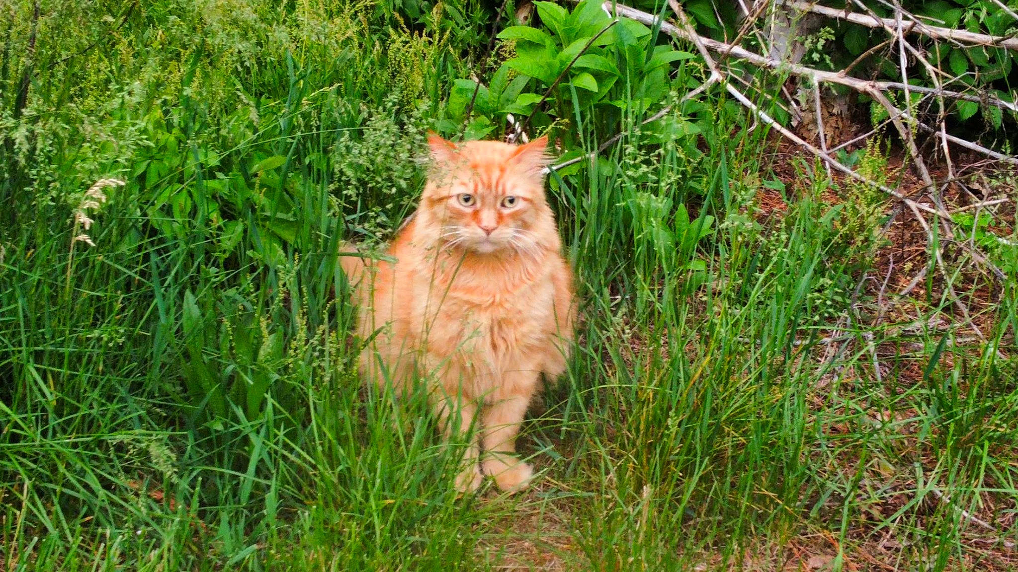 Franklin joined the competition — help win amazing prizes! carnivore, cat, domestic_short_haired_cat, fawn, felidae, fur, grass, grass_family, grassland, groundcover, natural_landscape, plant, shrub, small_to_medium_sized_cats, snout, tail, terrestrial_animal, whiskers, wildlife, wood
