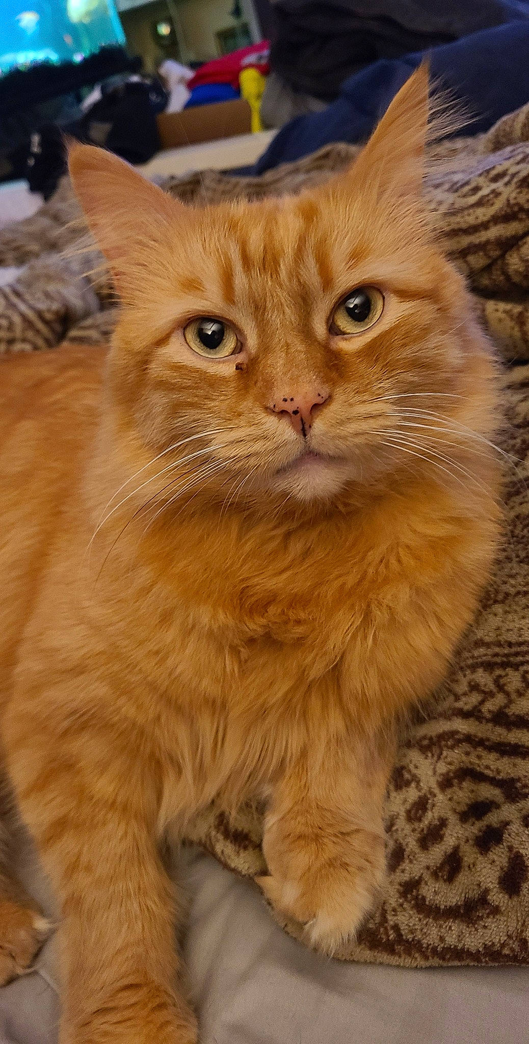 Franklin is registered to the contest to win money with this photo: carnivore, cat, claw, domestic_short_haired_cat, fawn, felidae, flooring, fur, small_to_medium_sized_cats, snout, tail, terrestrial_animal, whiskers, wood