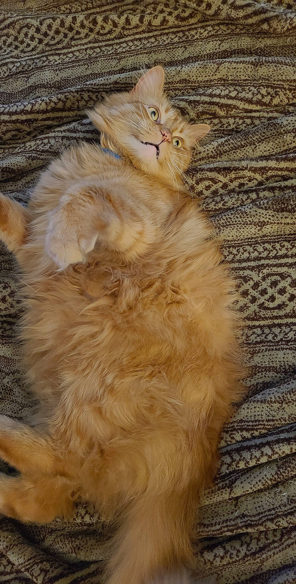 Franklin joined the competition — help win amazing prizes! carnivore, cat, claw, fawn, felidae, flooring, fur, hardwood, paw, small_to_medium_sized_cats, snout, tail, terrestrial_animal, whiskers, wildlife, wood