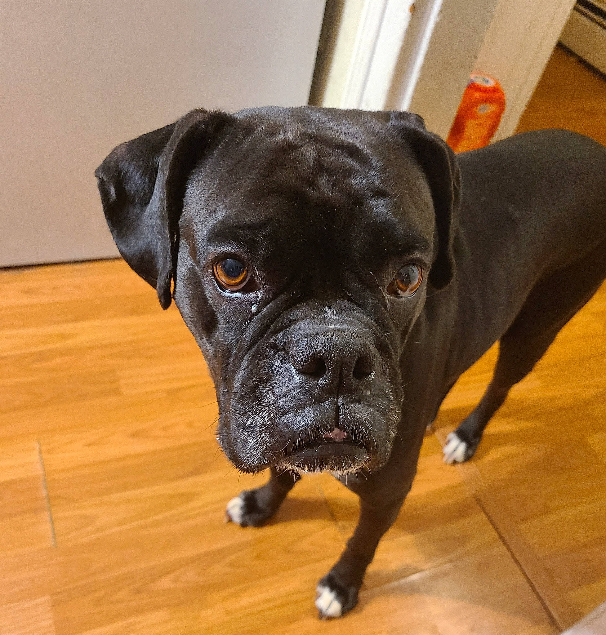 Pepper is registered to the contest to win money with this photo: borador, canidae, carnivore, companion_dog, dog, dog_breed, dog_collar, fawn, flooring, guard_dog, hardwood, metal, snout, sporting_group, terrestrial_animal, varnish, whiskers, wood, working_animal, working_dog