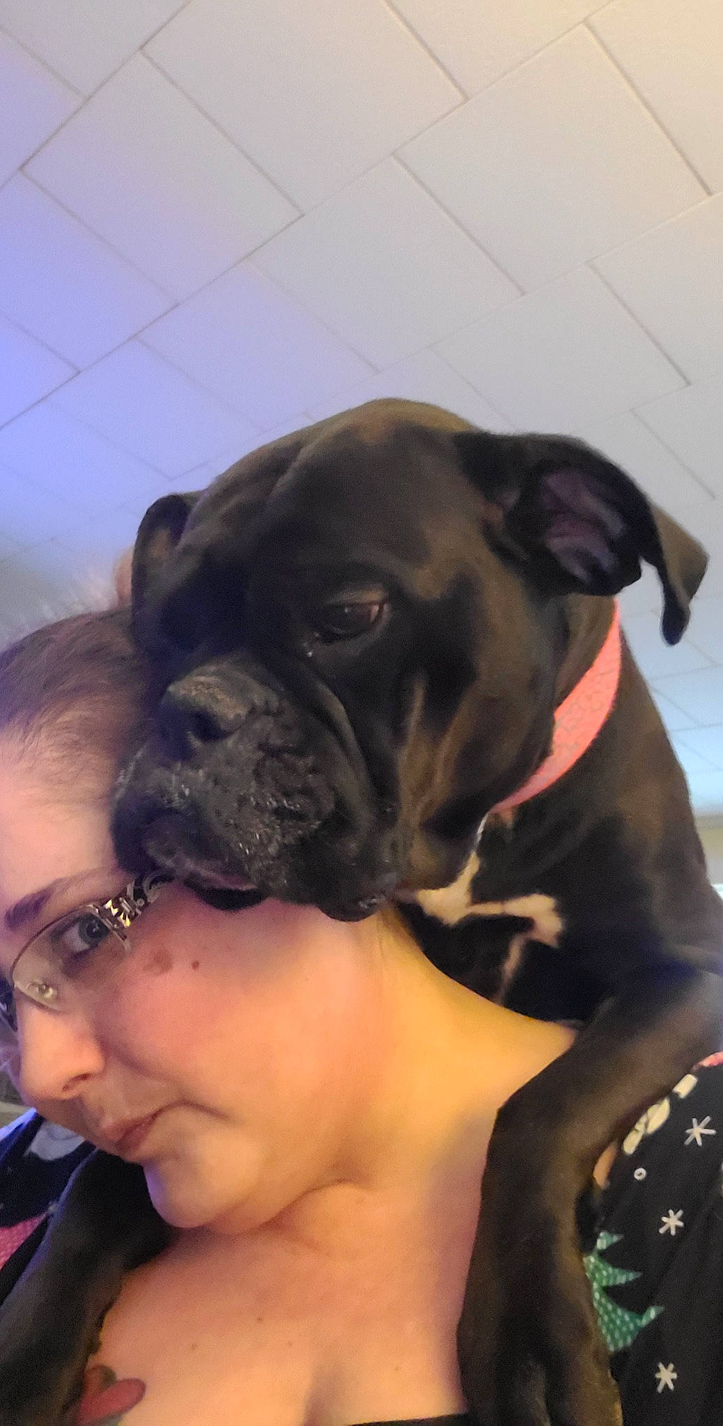 Pepper is registered to the contest to win money with this photo: boxer, canidae, carnivore, collar, companion_dog, dog, dog_breed, dog_collar, fawn, giant_dog_breed, guard_dog, molosser, snout, sporting_group, sunglasses, toy_dog, whiskers, working_animal, working_dog, wrinkle