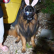 Ramsès participe au concours pour gagner de l'argent avec cette photo : dog, german_shepherd, sunglasses, bunny_ears, costume, pet, animal, gravel, car, yellow_car, night, outdoor, grass, plant, person_leg, footwear, pink_slippers, shadow, fur, cute