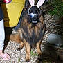 dog, german_shepherd, sunglasses, bunny_ears, costume, pet, animal, gravel, car, yellow_car, night, outdoor, grass, plant, person_leg, footwear, pink_slippers, shadow, fur, cute