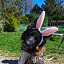 Ramsès a rejoint le concours — aidez-le/la à gagner de superbes lots ! dog, german_shepherd, bunny_ears, costume, pet, outdoor, grass, trees, sunny, cape, leash, playful, animal, canine, portrait, nature, holiday, spring, blue_sky, gravel