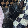 cat, kitten, sleeping, black_fur, close_up, cozy, blanket, checkered_pattern, soft_texture, paw, whiskers, cute, resting, indoor, pet, fur, animal, comfort, relaxation, nap