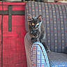 kitten, cat, black_cat, furniture, chair, indoor, pet, animal, curious, fluffy, armrest, patterned, colorful, cozy, young_animal, domestic_animal, cute, small, sitting, portrait
