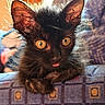 kitten, black_cat, pet, fur, whiskers, ears, tongue, eyes, close_up, indoor, cushion, pattern, furniture, cute, animal, young, small, scruffy, portrait, domestic_cat
