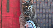 Jinu joined the competition — help win amazing prizes! animal, black_cat, cat, chair, colorful_background, cozy, curious, cute, domestic, figurines, furniture, indoor, kitten, patterned_chair, perched, pet, small, soft_light, trunk, young