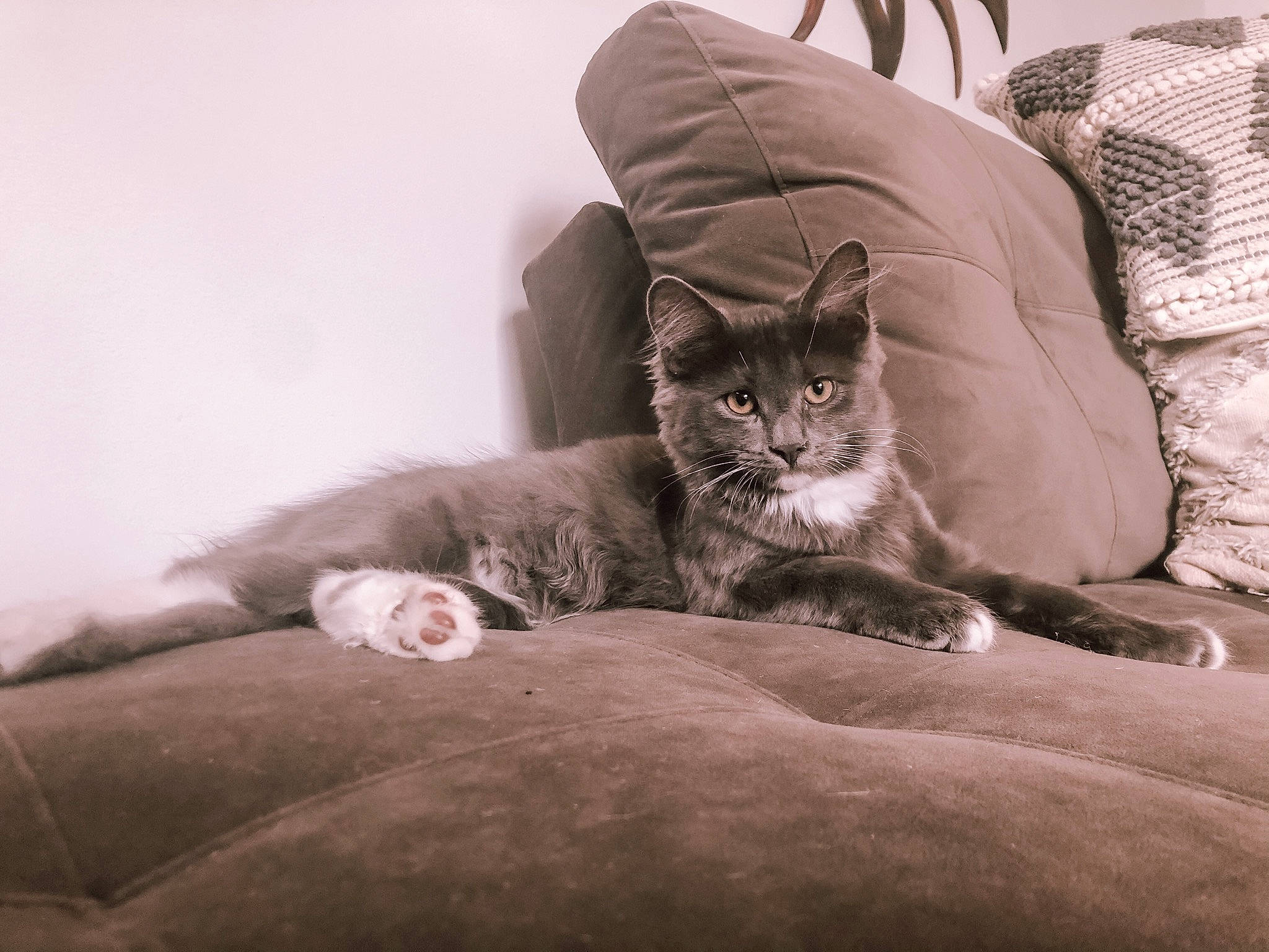 Mr. Kitty is registered to the contest to win money with this photo: bed, bedding, carnivore, cat, comfort, couch, domestic_short_haired_cat, felidae, flooring, fur, grey, human_leg, monochrome, monochrome_photography, room, sitting, small_to_medium_sized_cats, style, tints_and_shades, whiskers