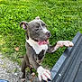 Diesal is registered to the contest to win money with this photo: animal, canine, daylight, dog, excited, fur, grass, gray, greenery, happy, nature, outdoor, paws, pet, playful, standing, summer, tongue_out, truck_bed, white