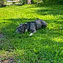 animal, canine, curious, daylight, dog, grass, greenery, harness, house, lying_down, nature, outdoor, park, pet, relaxed, shrubbery, suburban, sunlight, tree, yard