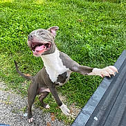Diesal joined the competition — help win amazing prizes! dog, playful, outdoor, grass, tongue_out, happy, pet, standing, paw, tail, smiling, nature, canine, animal, daylight, excited, black_truck_bed, ground, white_markings, gray_fur