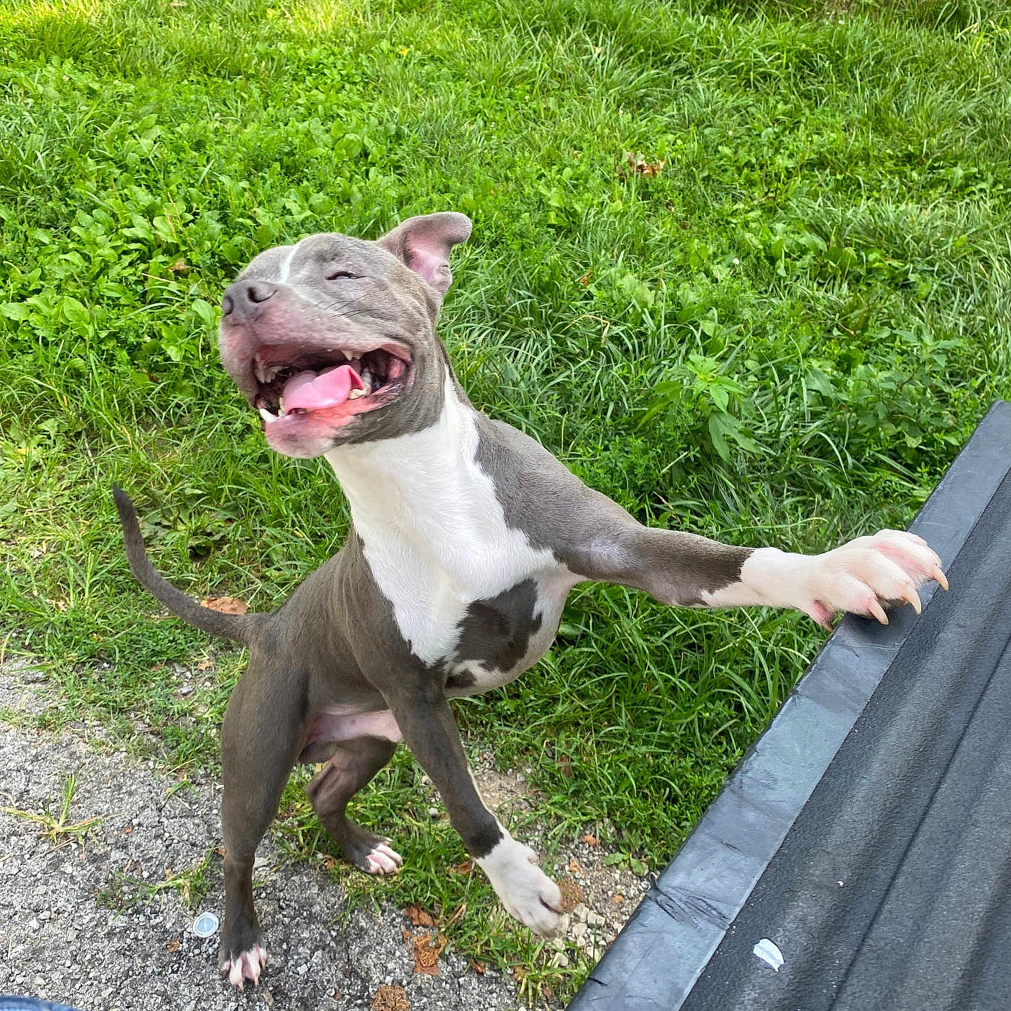 Diesal joined the competition — help win amazing prizes! animal, black_truck_bed, canine, daylight, dog, excited, grass, gray_fur, ground, happy, nature, outdoor, paw, pet, playful, smiling, standing, tail, tongue_out, white_markings