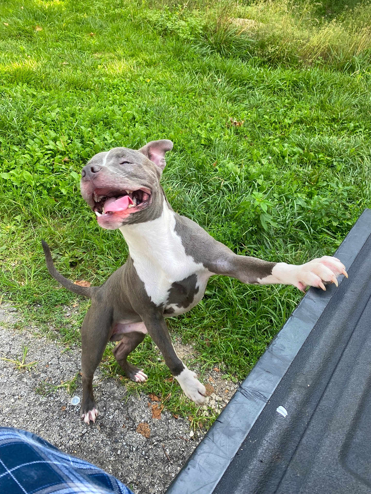 Diesal joined the competition — help win amazing prizes! dog, playful, outdoor, grass, tongue_out, happy, pet, standing, paw, tail, smiling, nature, canine, animal, daylight, excited, black_truck_bed, ground, white_markings, gray_fur
