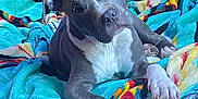 Diesal is registered to the contest to win money with this photo: animal, blanket, colorful, cozy, cute, dog, domestic_animal, ears, expression, fur, indoor, looking, lying_down, mammal, pet, playful, portrait, puppy, soft, young