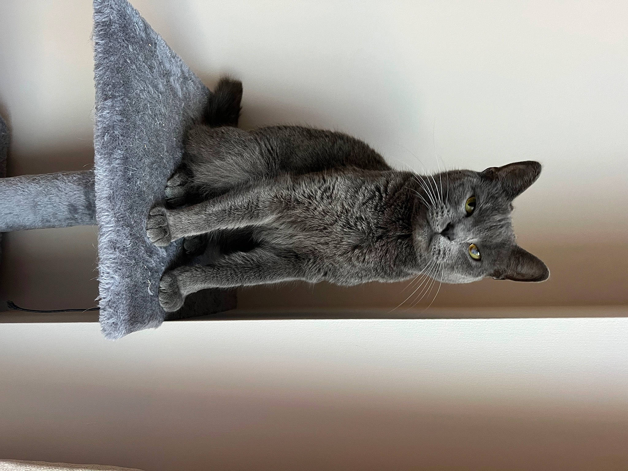 Smokey joined the competition — help win amazing prizes! art, carnivore, cat, domestic_short_haired_cat, felidae, fur, grey, metal, monochrome_photography, room, small_to_medium_sized_cats, snout, still_life_photography, tail, tree, vertebrate, whiskers, window, wood