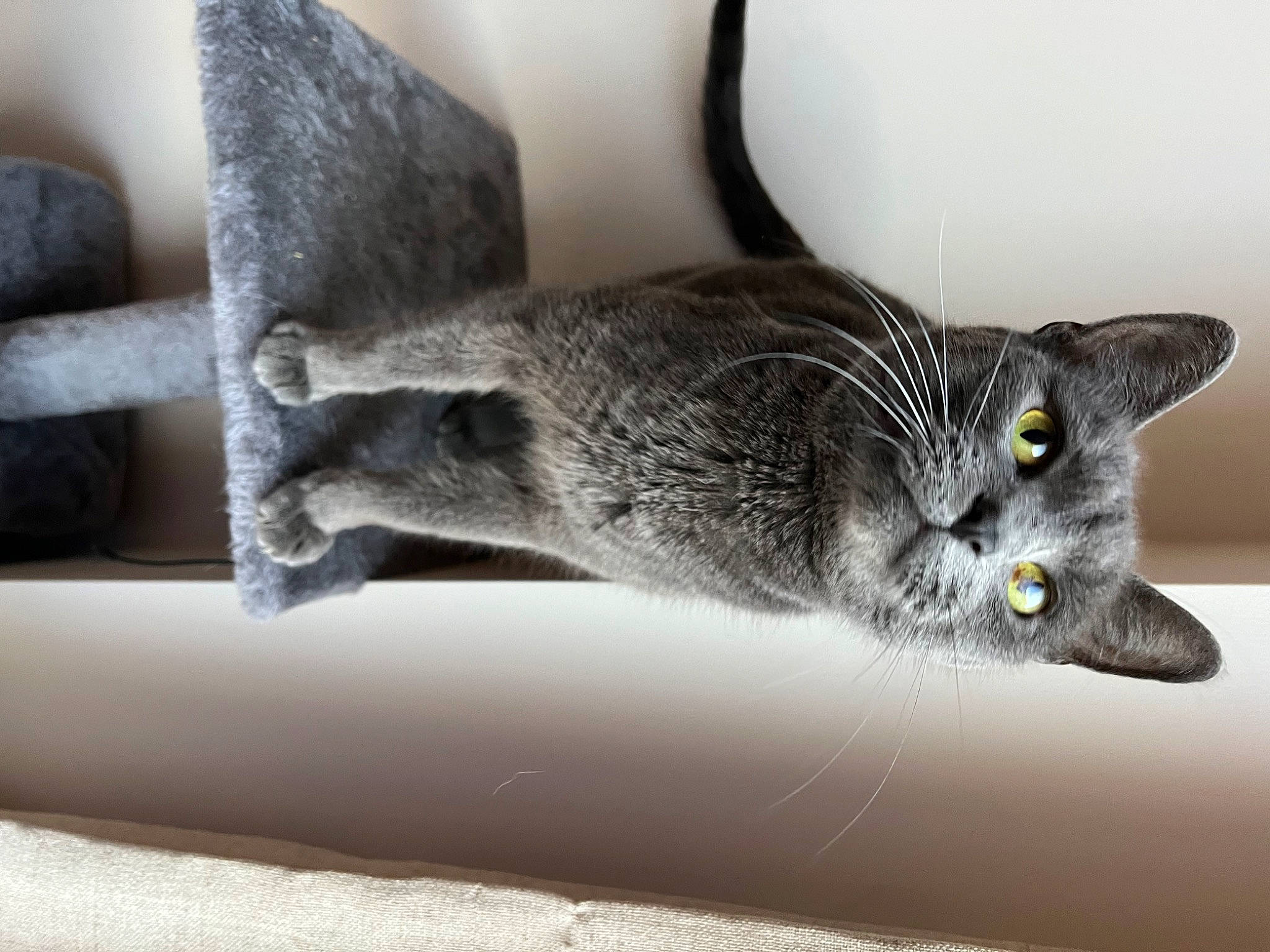 Smokey joined the competition — help win amazing prizes! carnivore, cat, cat_supply, claw, domestic_short_haired_cat, felidae, fur, grey, monochrome_photography, small_to_medium_sized_cats, snout, tail, terrestrial_animal, whiskers