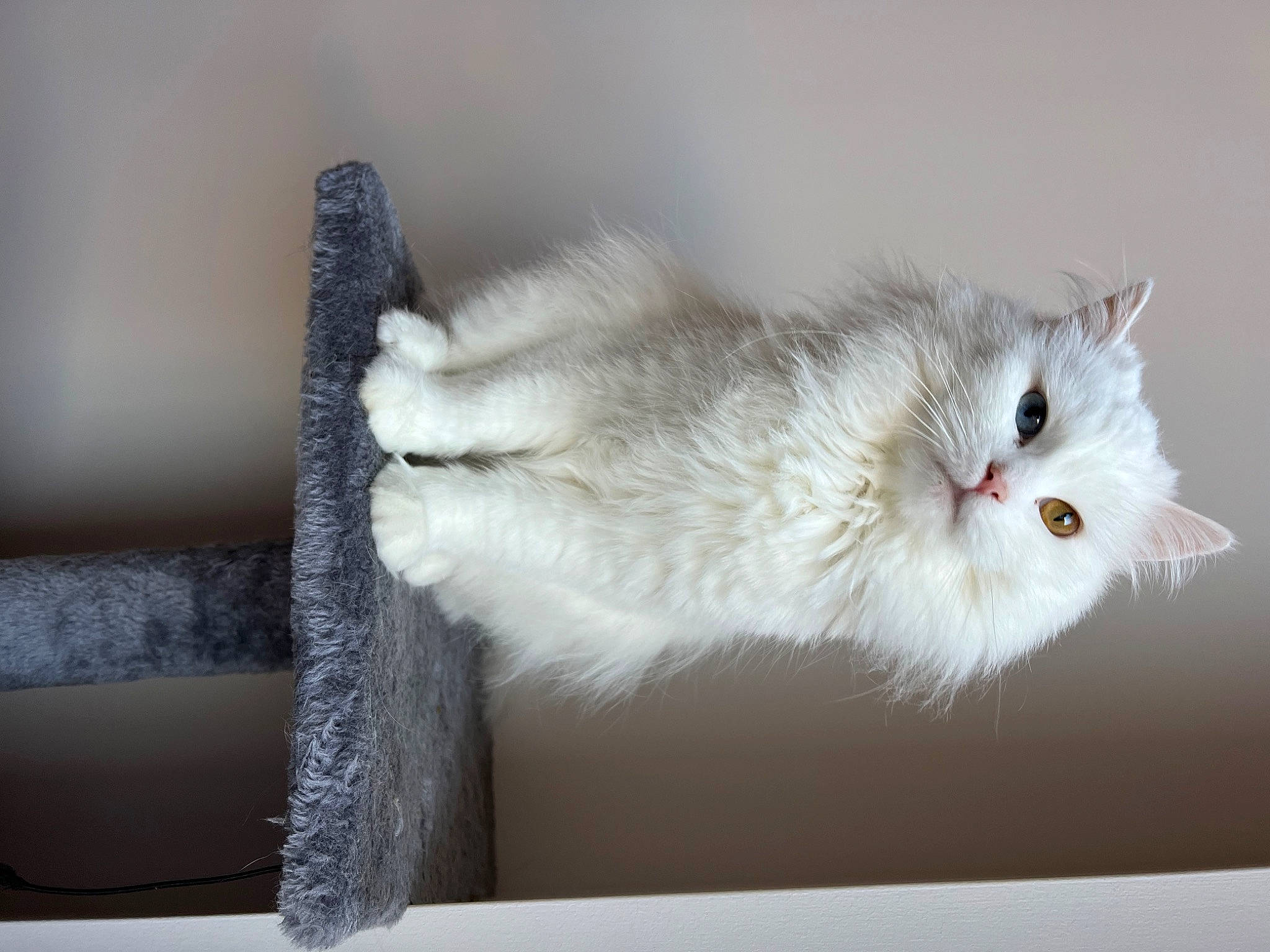 Maya joined the competition — help win amazing prizes! british_longhair, carnivore, cat, claw, felidae, fur, paw, persian, rectangle, small_to_medium_sized_cats, tail, terrestrial_animal, whiskers