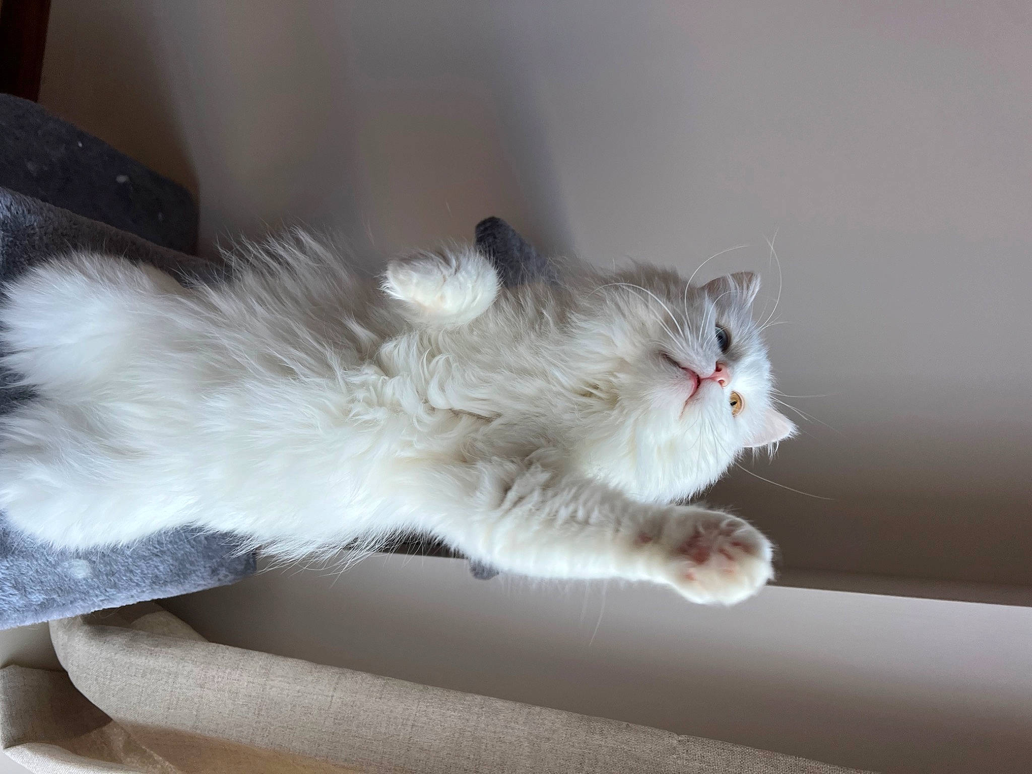 Maya joined the competition — help win amazing prizes! british_longhair, carnivore, cat, claw, comfort, domestic_short_haired_cat, fawn, felidae, fur, paw, ragdoll, small_to_medium_sized_cats, snout, tail, whiskers, window