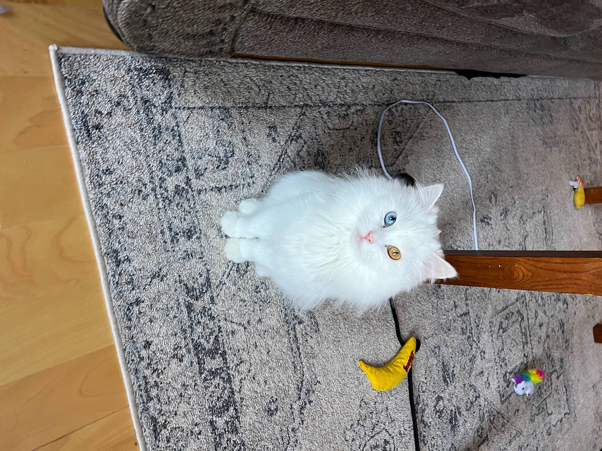 Maya is registered to the contest to win money with this photo: carnivore, cat, domestic_short_haired_cat, felidae, flooring, fur, gas, grey, hardwood, rectangle, room, small_to_medium_sized_cats, tail, whiskers, wood, wood_flooring, wood_stain