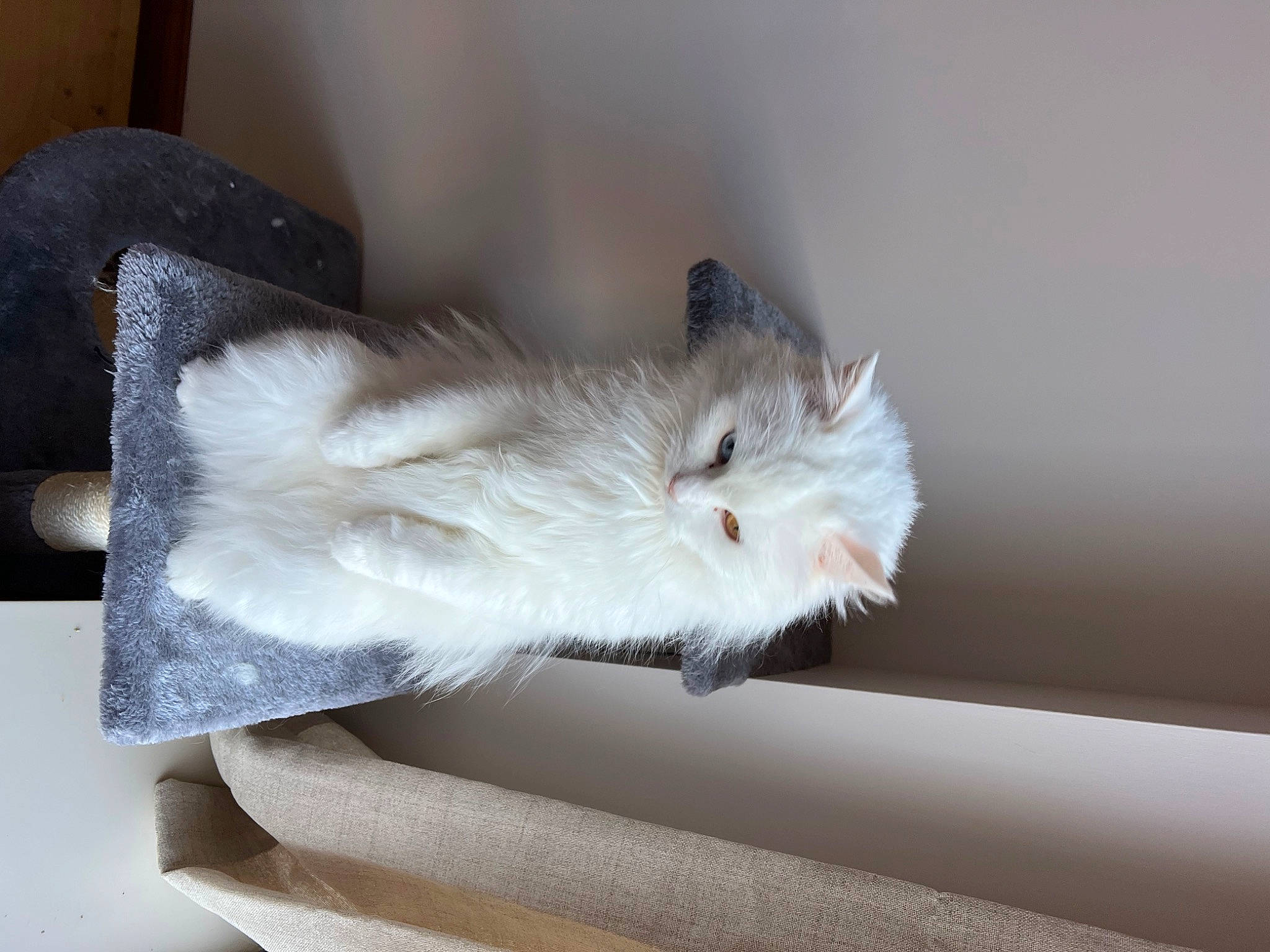 Maya joined the competition — help win amazing prizes! box, carnivore, cat, comfort, fawn, felidae, fur, paw, small_to_medium_sized_cats, snout, tail, whiskers