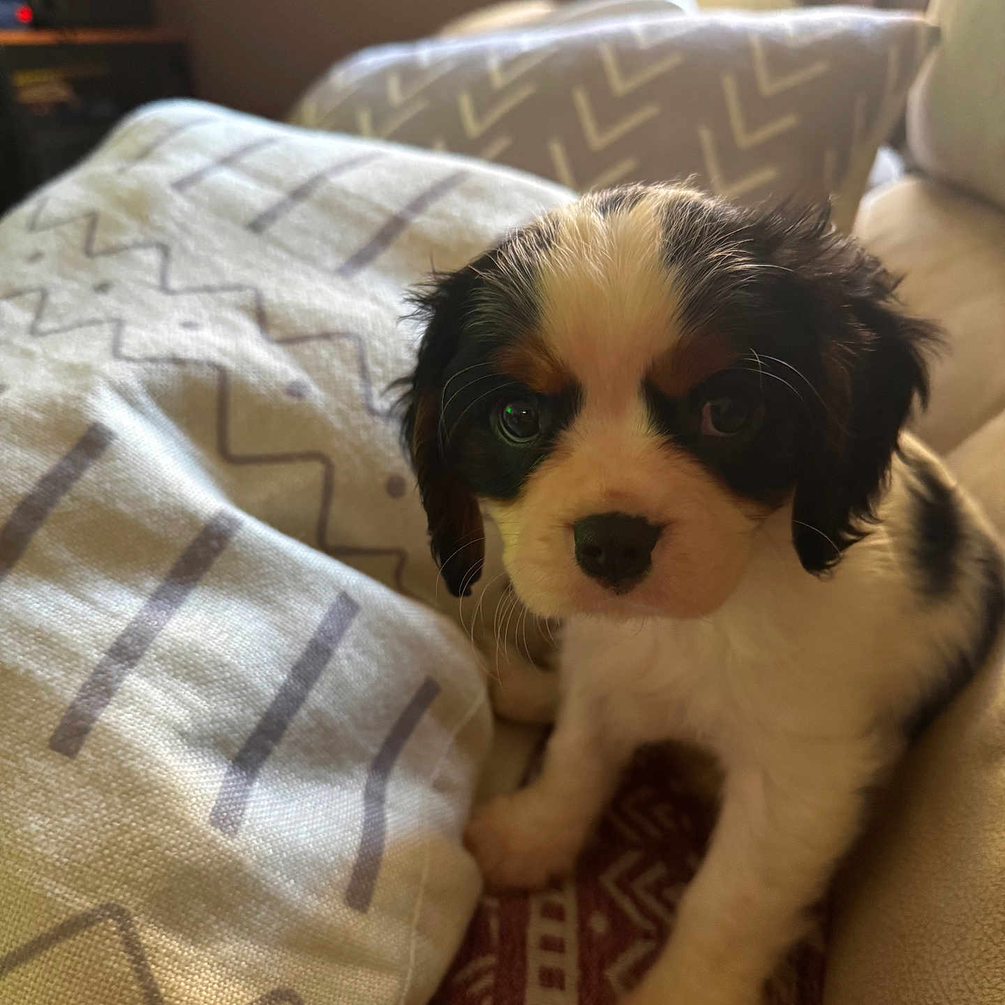 Bob participe au concours pour gagner de l'argent avec cette photo : puppy, dog, cute, couch, pillows, indoor, pet, fur, small_dog, young_dog, adorable, cozy, home, animal, companion, sitting, looking, brown, white, black