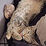 cat, tabby_cat, licking, paw, couch, plush_toy, hedgehog_toy, pillow, fabric, relaxed, pet, indoor, furniture, soft, cozy, animal, cute, resting, fur, whiskers