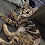 Marley participe au concours pour gagner de l'argent avec cette photo : cat, tabby_cat, pet, animal, plush_toy, hedgehog_toy, couch, pillow, striped_fur, indoor, relaxed, curious, whiskers, ears, furniture, living_room, close_up, domestic_animal, soft_lighting, looking_at_camera