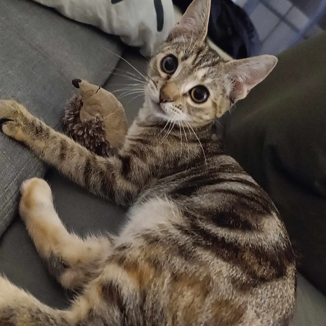 Marley participe au concours pour gagner de l'argent avec cette photo : animal, cat, close_up, couch, curious, domestic_animal, ears, furniture, hedgehog_toy, indoor, living_room, looking_at_camera, pet, pillow, plush_toy, relaxed, soft_lighting, striped_fur, tabby_cat, whiskers