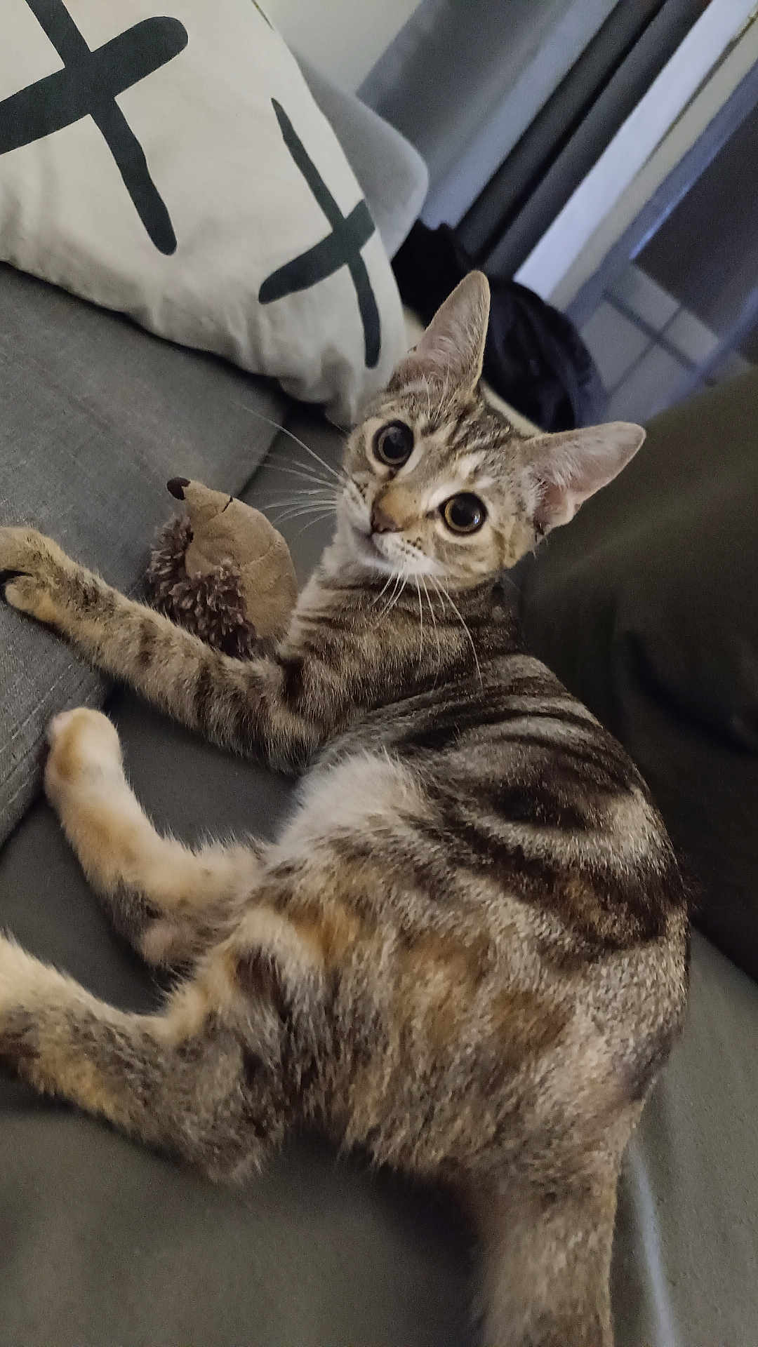 Marley participe au concours pour gagner de l'argent avec cette photo : cat, tabby_cat, pet, animal, plush_toy, hedgehog_toy, couch, pillow, striped_fur, indoor, relaxed, curious, whiskers, ears, furniture, living_room, close_up, domestic_animal, soft_lighting, looking_at_camera