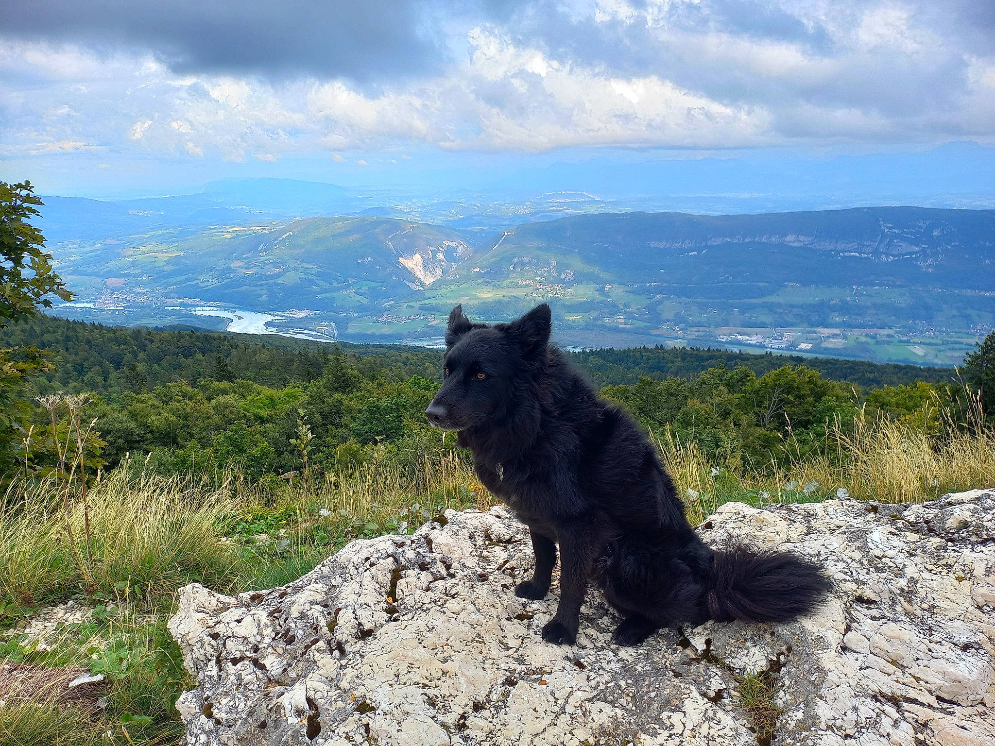 Shaka a rejoint le concours — aidez-le/la à gagner de superbes lots ! bedrock, canidae, carnivore, cloud, cumulus, dog, dog_breed, grass, groenendael, hill, landscape, mountain, mountain_range, natural_landscape, outcrop, plant, rock, sky, sporting_group, wildlife