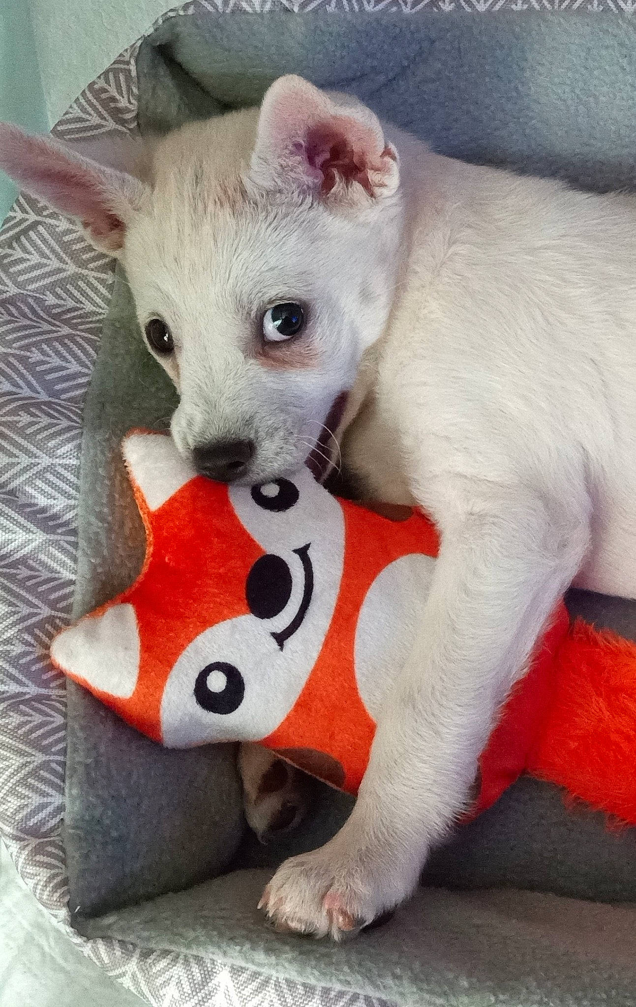 Atlas joined the competition — help win amazing prizes! canidae, carmine, carnivore, chihuahua, collar, companion_dog, dog, dog_breed, dog_clothes, dog_supply, fawn, felidae, fur, paw, small_to_medium_sized_cats, snout, tail, toy, toy_dog, whiskers