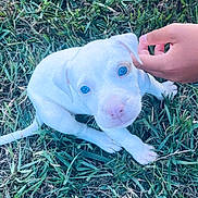 Stella Rose is registered to the contest to win money with this photo: adorable, animal, blue_eyes, companion, cute, dog, friendly, fur, grass, hand, looking_up, mammal, nature, outdoor, pet, playful, puppy, small, white, young