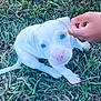 adorable, animal, blue_eyes, companion, cute, dog, friendly, fur, grass, hand, looking_up, mammal, nature, outdoor, pet, playful, puppy, small, white, young