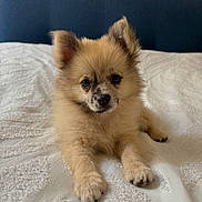 Esmée a rejoint le concours — aidez-le/la à gagner de superbes lots ! puppy, dog, small_dog, fluffy, tan_fur, ears, black_nose, dark_eyes, paws, sitting, bed, bedroom, white_bedding, blue_headboard, indoor, portrait, close_up, cute, adorable, pet