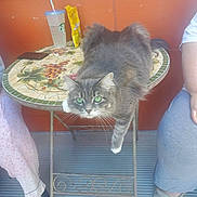 Wisper is registered to the contest to win money with this photo: cat, gray_cat, table, mosaic_table, green_eyes, pet, indoor, person, legs, footwear, adidas_sandal, moccasin, drink_cup, straw, orange_wall, floor, stretching, relaxed, furniture, domestic_animal