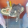 cat, gray_cat, table, mosaic_table, green_eyes, pet, indoor, person, legs, footwear, adidas_sandal, moccasin, drink_cup, straw, orange_wall, floor, stretching, relaxed, furniture, domestic_animal