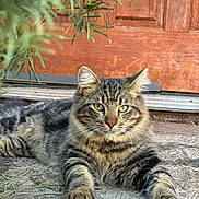 Tiger joined the competition — help win amazing prizes! animal, calm, cat, close_up, domestic_animal, eyes, feline, fur, greenery, lying_down, nature, outdoor, paws, pet, portrait, relaxed, tabby, texture, whiskers, wooden_door