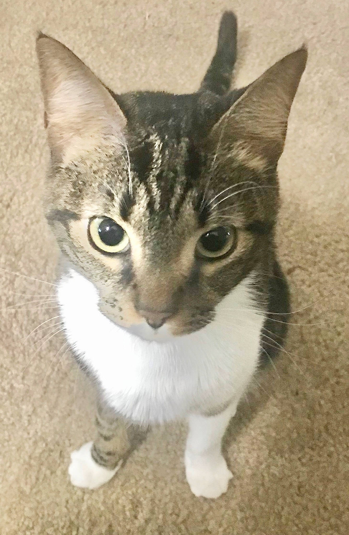 Giselle joined the competition — help win amazing prizes! aegean_cat, american_wirehair, asian, carnivore, cat, domestic_short_haired_cat, european_shorthair, eye, felidae, german_rex, kitten, mammal, ojos_azules, polydactyl_cat, small_to_medium_sized_cats, snout, tabby_cat, tail, vertebrate, whiskers