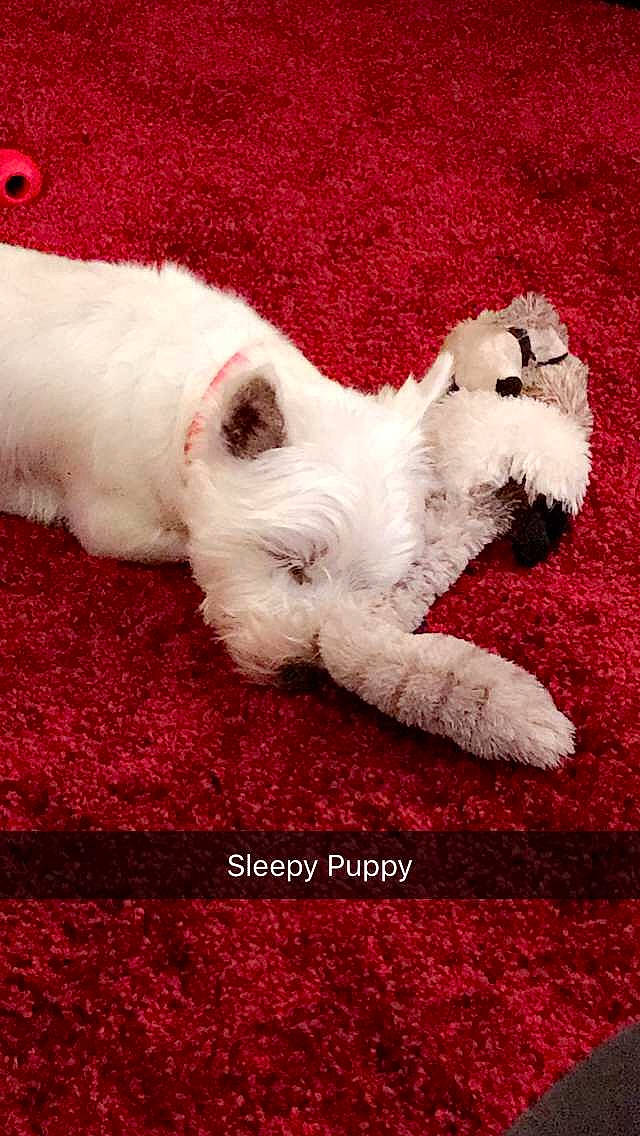 Angel is registered to the contest to win money with this photo: art, canidae, carmine, carnivore, carpet, cat, companion_dog, creative_arts, dog_breed, felidae, fur, pattern, paw, sky, small_to_medium_sized_cats, snout, tail, terrestrial_animal, toy, whiskers