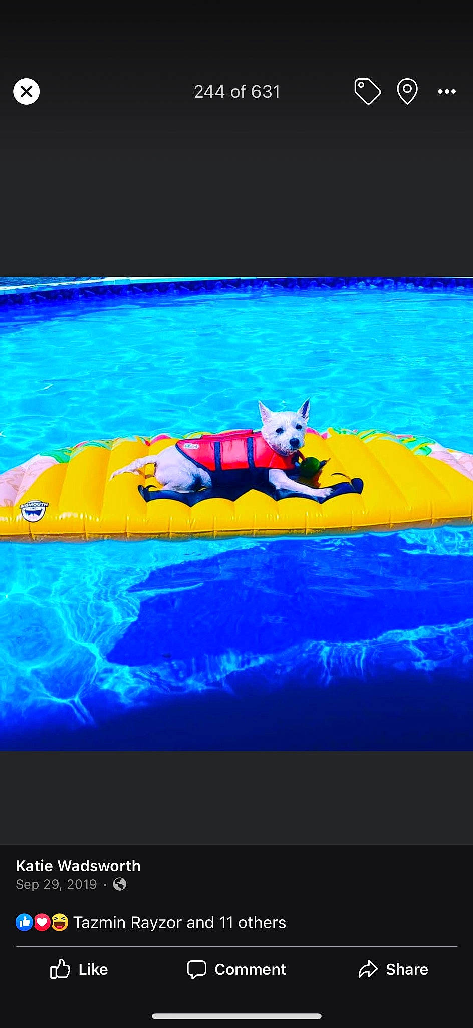 Angel is registered to the contest to win money with this photo: azure, blue, carnivore, display_device, dog, electric_blue, fin, flat_panel_display, font, fun, leisure, ocean, recreation, rectangle, sports, underwater, vehicle, vertebrate, water, world