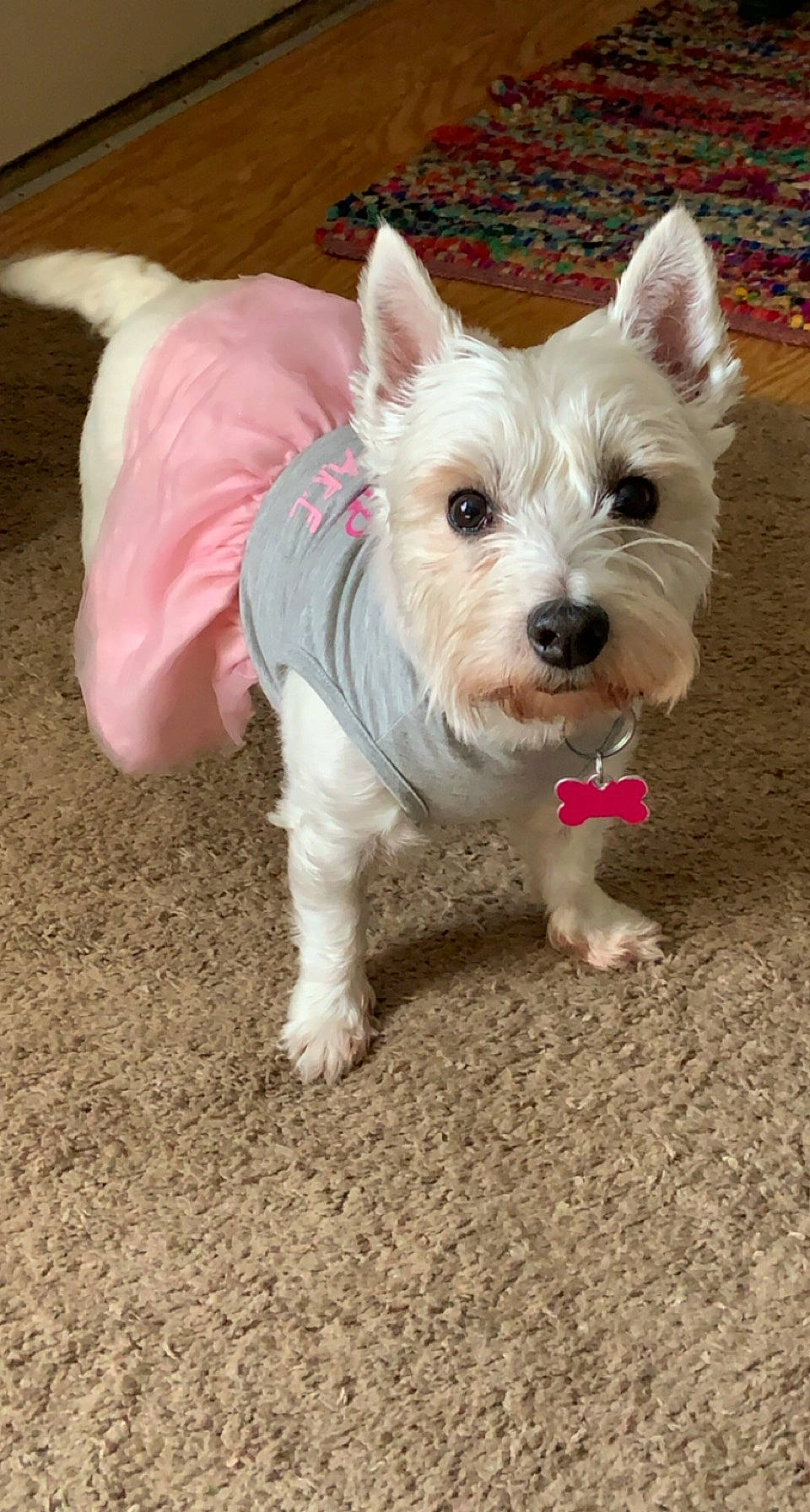 Angel is registered to the contest to win money with this photo: canidae, carnivore, collar, companion_dog, dog, dog_breed, dog_clothes, dog_collar, dog_supply, fashion_accessory, fawn, leash, non_sporting_group, scottish_terrier, small_terrier, sporting_group, tail, terrier, toy_dog, working_animal