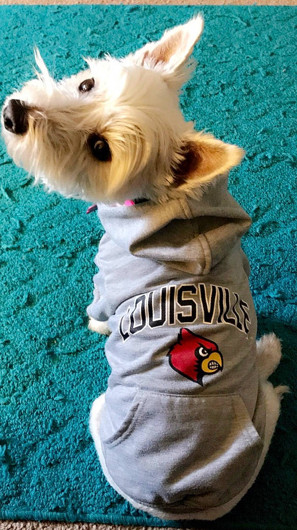 Angel is registered to the contest to win money with this photo: canidae, carnivore, collar, companion_dog, dog, dog_breed, dog_clothes, dog_supply, electric_blue, fashion_accessory, fawn, fur, pet_supply, sleeve, small_terrier, snout, sporting_group, t_shirt, toy_dog, working_animal