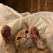 Lilly is registered to the contest to win money with this photo: cat, orange_tabby, paw_pads, cute, lying_down, pet, indoor, cozy, blanket, wooden_floor, whiskers, ears, pink_nose, fur, playful, relaxed, animal, domestic_cat, mammal, cute_paws