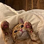 cat, orange_tabby, paw_pads, cute, lying_down, pet, indoor, cozy, blanket, wooden_floor, whiskers, ears, pink_nose, fur, playful, relaxed, animal, domestic_cat, mammal, cute_paws