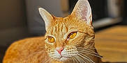Lilly is registered to the contest to win money with this photo: cat, ginger_cat, orange_fur, pet, animal, indoor, sunlight, wooden_floor, relaxed, lying_down, whiskers, ears, eyes, feline, domestic_cat, cute, portrait, closeup, calm, house
