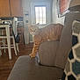 Lilly is registered to the contest to win money with this photo: cat, orange_tabby, couch, armrest, indoor, living_room, kitchen, wooden_floor, door, window_blinds, cabinet, chair, table, home_interior, pet, curious, furniture, daylight, cozy, domestic
